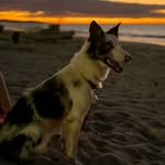Wendy - @wendy_border.collie - Instagram