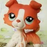 🐱Wendy🐱 - @wendy_the_collie - Instagram