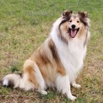 Wendy - @wendy_the_collie_ - Instagram