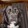 WendytheBorderCollie - @wendythepuppers - TikTok