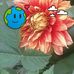 Wendy Coulton - Facebook
