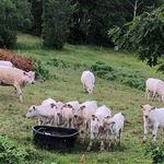 Wendy Corey Davis - @lyonstream - Instagram