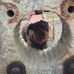 Wendy Cane corso - Facebook