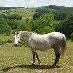 Wendy Covington - @woodhavenfarmfam - Instagram