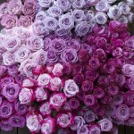 Wendy Danner-Tollett - @wendyreneedanner - Instagram