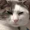 Wendy DeMent - @percythecatfish - TikTok