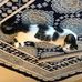 Wendy Dobson - Facebook