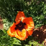 Wendy Downing - Facebook