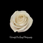 Wendy DuLaney - @wendydulaneyphotography - Instagram