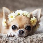Wendy Dyer - @chihuahua_babes - Instagram