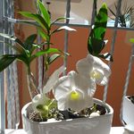 wendy fermin - @jardindewendy.rd - Instagram