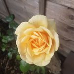 Hobbsy - @wendyfleckner - Instagram