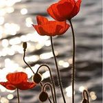 Wendy Fleck Simla - @wsimla - Instagram