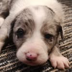 Wendy Hand - @skye.the.border.collie.puppy - Instagram