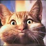 Wendy Hatch - @jittykitty - Instagram