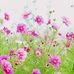 Wendy Kelsey - Facebook