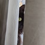 Wendy Knowles - @bon_amie_le_floof - Instagram