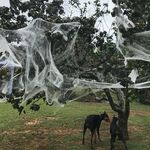 Wendy Hale Koch - @windnhail1 - Instagram