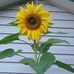 Wendy Labelle - Facebook