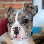 Wendy Lake - @graysonbully - Instagram