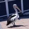 Wendy Lake - @wendy7260 - TikTok