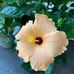 Wendy Lapointe - Facebook