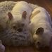 Wendy Waggener Lavender - Facebook