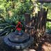 Wendy Whiteley's Secret Garden Lavender Bay - Facebook