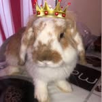 Nico,Lilly & Wendy🐰🥕🍌 - @lilly_nico_wendy - Instagram