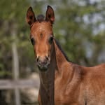 Wendy & Lilly - @paint_horse_wendy - Instagram