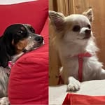 Wendy & Lilly 🐶 - @wendy.and.lilly - Instagram