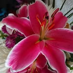 wendy lilly - @fivelittlelillys - Instagram