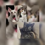 Luffy 🐕, wendy🐈y sally 🐈 - @luffywendysally2023 - Instagram