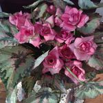 wendy mccarter - @mccarter9599 - Instagram