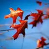 Wendy McCool - @wendy.mccool - TikTok