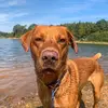 Wendy Millar - @finn_thefoxredlab - TikTok