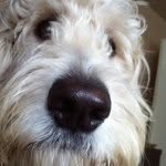Wendy Godfrey Milligan - @hobbesnob - Instagram