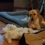 Wendy Mix - @wendy.mix.9 - Instagram
