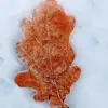 Wendy Mueller - @wendy.mueller5 - TikTok