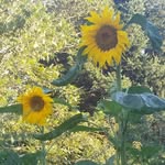 Wendy Munch - @simplicityintime - Instagram