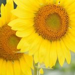 Wendy Patch Kempf - @patchkempf - Instagram