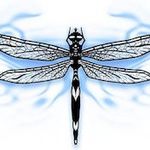 Wendy Pollard - @wendydragonfly - Instagram