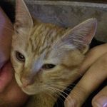 Wendy Ruff - @adventures_in_kittenhood - Instagram