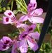 Wendy Wilkin Rutherford - Facebook