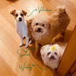 Wendy, Valentina e Samuel - @tresdogsemportugal - Instagram