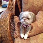 Wendy Schofield - @2014sophiesmom - Instagram