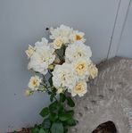 Wendy Sewell - Facebook