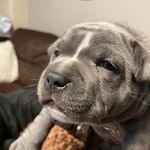 Wendy Sinclair - @junothestaffy2022 - Instagram