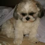 Wendy Spinelli - @zoodle58 - Instagram