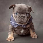 Wendy Spinelli - @frenchie_pups_boutique - Instagram